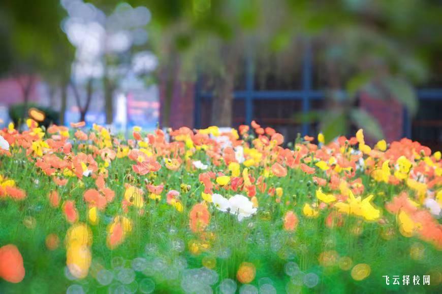 四川大學錦江學院2024單招怎么報名