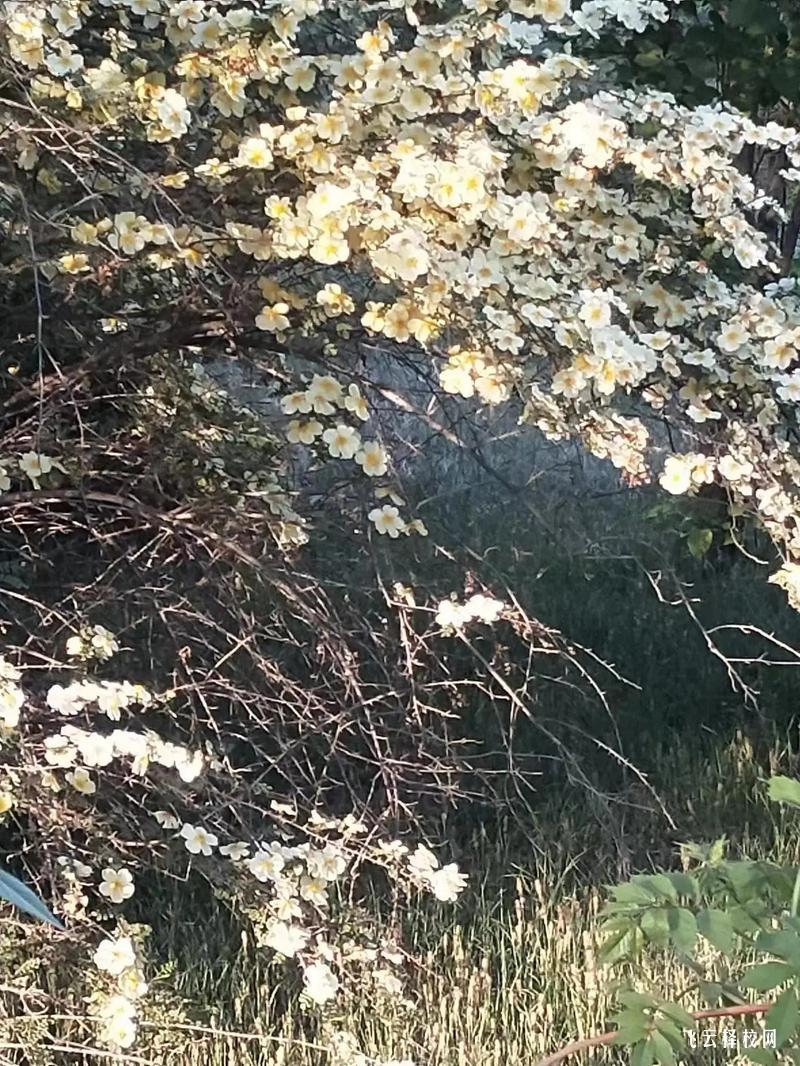 樂山市第一職業(yè)高級中學(xué)是3+3學(xué)制嗎