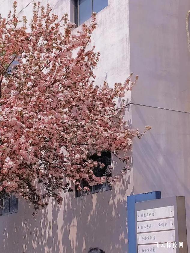 南江縣小河職業中學是3+3學制嗎