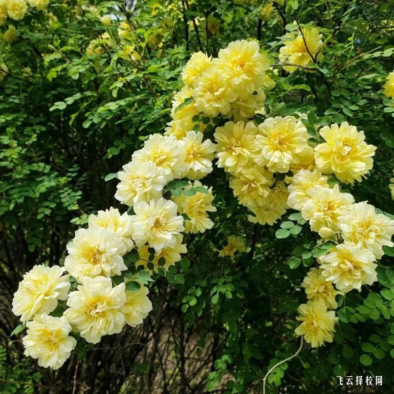 四川省經管校是公辦嗎