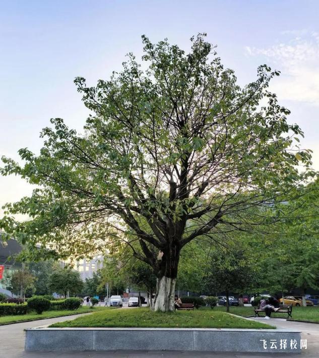 新都哪里可以補(bǔ)習(xí)單招考試的