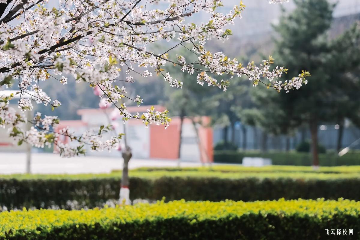 單招真的比高考容易嗎,一文解讀單招的利弊