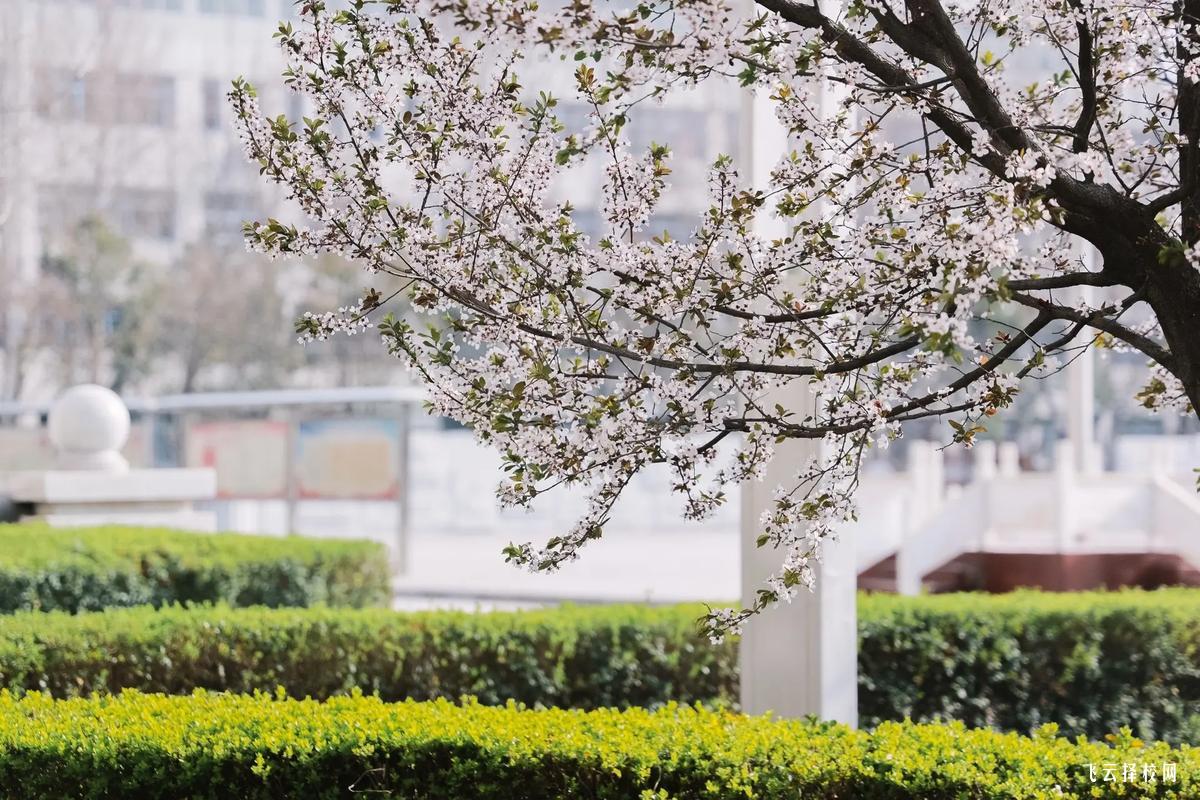 單招政策逐年變化,2025年有哪些新趨勢