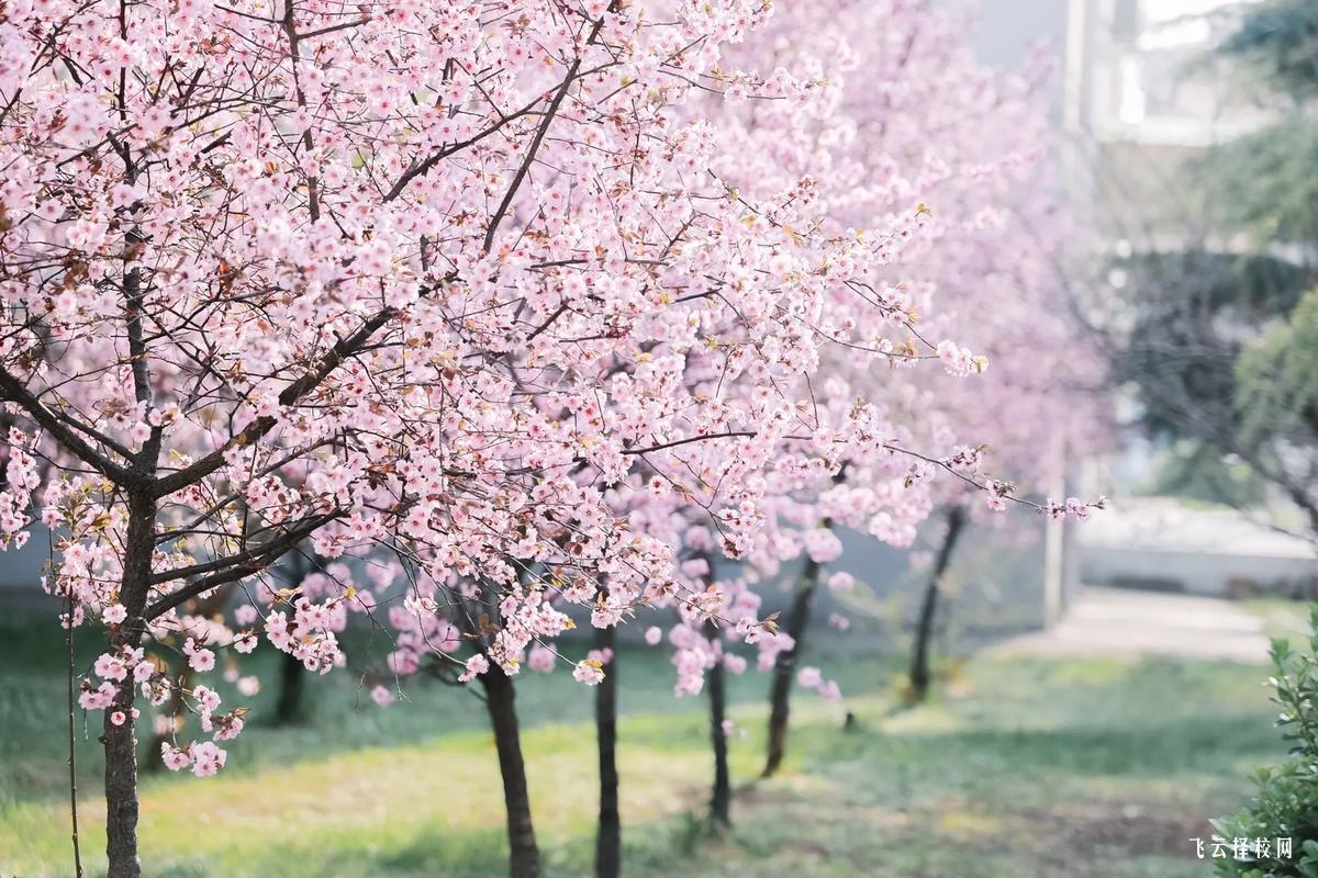 單招走德陽建院容易嗎