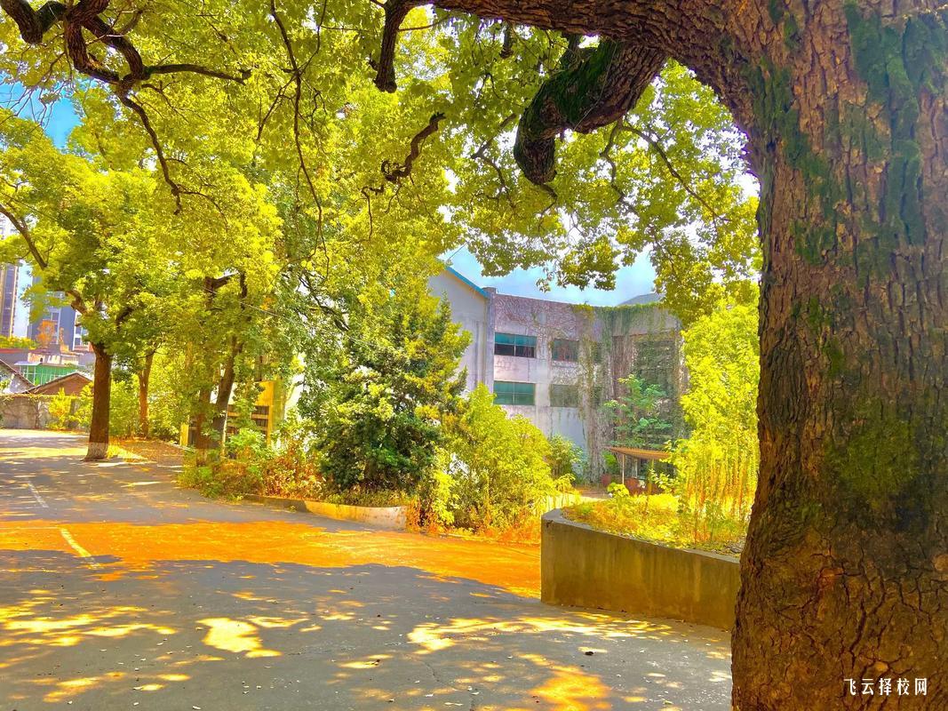 四川單招考試攻略：如何提高單招上岸率？