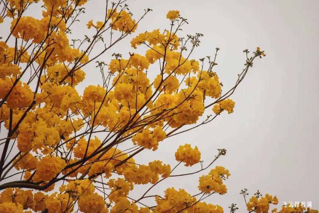 中職生獲得企業認可的技能培養重點